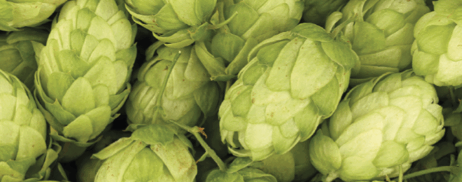 A Diferenciação das Cervejas pelo Lúpulo: Dry Hop One